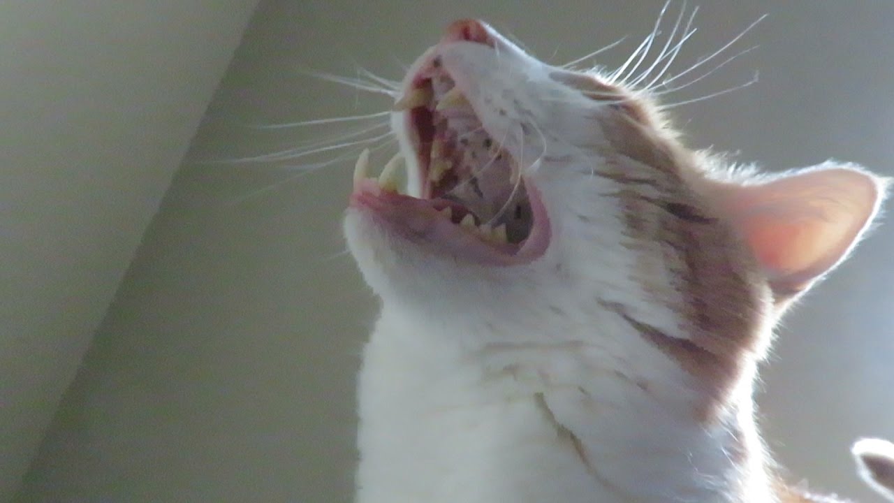 How To Make A Cat Stop Meowing In The Morning How To Make A Cat Stop Meowing In The Morning