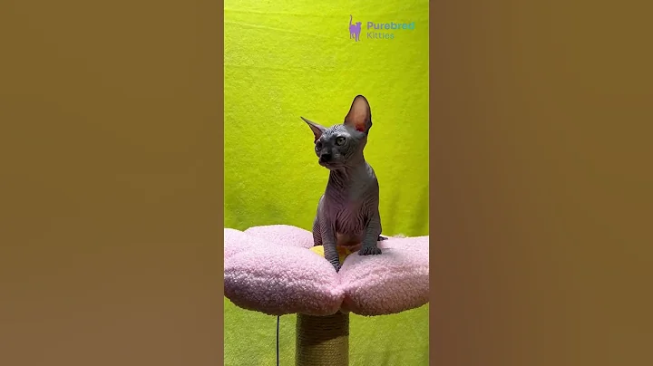 Watch the video about Meet Titto