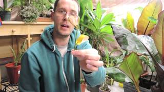 Controlling Whitefly and other small Flying Indoor Pests
