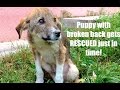 SCARED HOMELESS PUPPY with BROKEN BACK from Macedonia gets on  AIRPLANE to TORONTO!