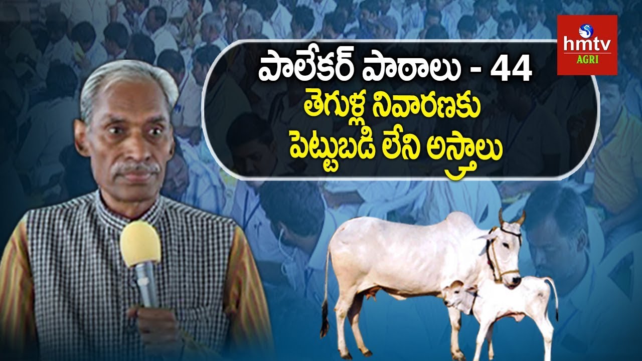 తెగుళ్ల నివారణకు పెట్టుబడి లేని అస్త్రాలు | Subhash Palekar Lessons #44 | hmtv Agri