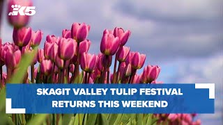 2020 Skagit Valley Tulip Festival from the air