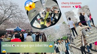 Korea ma sakura ful ko mela 😱first vlog laaj lagyo 😅cherry blossom 🌸 season south korea🇰🇷❤️🇳🇵