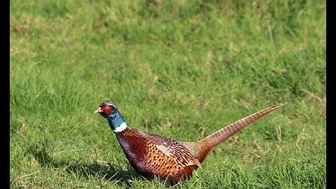 Male Pheasant call
