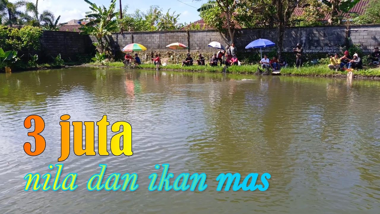 MENIKMATI !! MANCING BORONGAN 3 JUTA NILA & IKAN MAS GUNUNG AWI