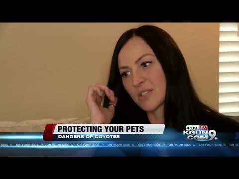 How to protect your pets from coyotes