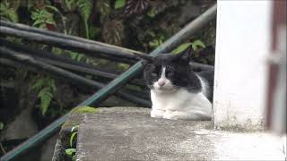 Calico Cat try to kill the kitten by Kitten meow 150 views 2 years ago 1 minute, 14 seconds