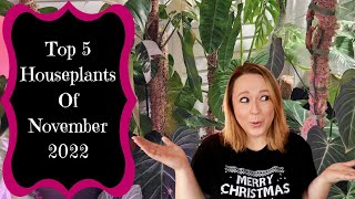 Top 5 (plus a bonus) Houseplants Of November 2022