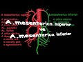 Arteria Mesenterica Superior ve A. Mesenterica İnferior, Özet.