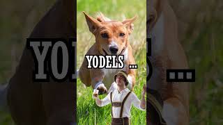 Basenji Dogs are Great Yodelers