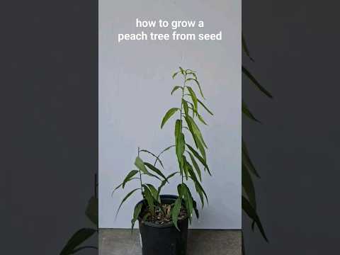 Video: Messina Peach-informatie - Hoe Messina-perzikbomen te laten groeien