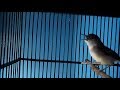 Kicau Burung Ciblek Gacor Untuk Isian Kenari Murai Batu Dan Kacer Biar Variasi Mp3 - Mp4 Download