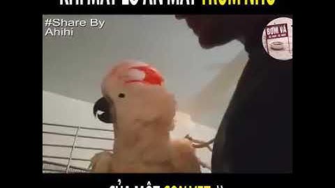 Khi bạn lỡ ăn mất một chùm nho của con Vẹt