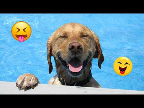 When God Sends You A COMEDIAN DOG 😂 Funniest Dogs Video 2026 #27