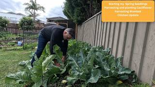 Time to start your spring seedlings, harvesting cauliflowers and update on the baby chickens