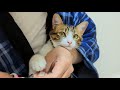 子猫時代の反抗期が可愛い猫バロン