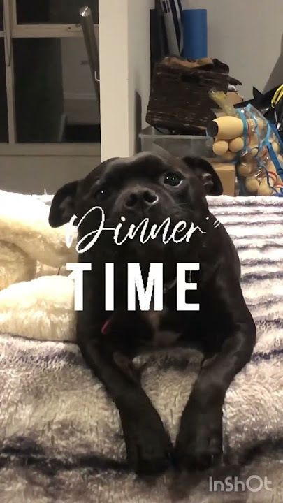 My dog Gus is talking