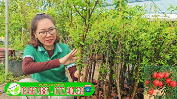 Lựu đỏ ấn độ _ cây gốc to siêu vip chỉ có 1 lô duy nhất