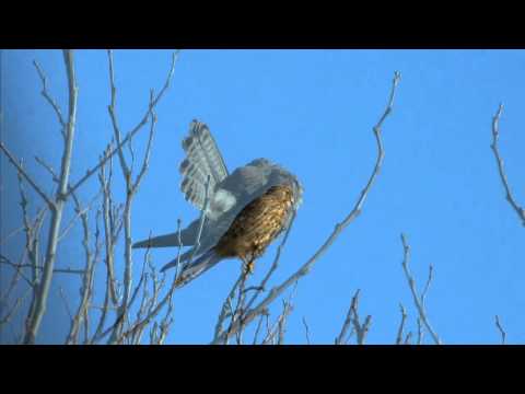 Video: Falco di palude - un temporale di acqua dolce