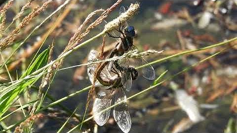 Dragonflies Mating (Clear Close-ups)