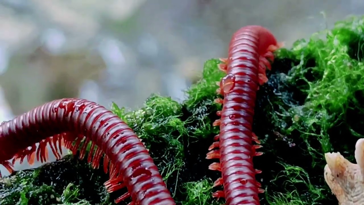 The Most Satisfying Leg Movement You’ll Ever See