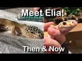 A Leopard Gecko’s Second Chance at Life | Meet Elia