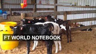 New Zealand dairy sector sours as milk boom ends I FT World Notebook