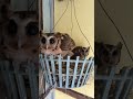 Cú no rồi #owl #shorts
