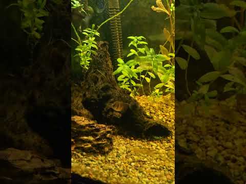 look back 6 months of the tank #aquarium #aquariumfish #aquascape