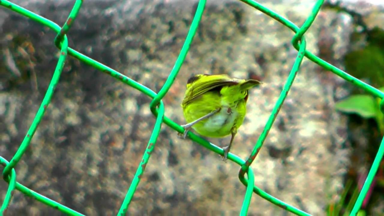 Warbler, Mountain Leaf - Phylloscopus trivirgatus 
