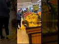 Caught on Camera! Monkey, Parrot, Cockatoo, Fox & Bobcat Stealing Food 🐒🦜🦊📱 | Wild Cam Moments