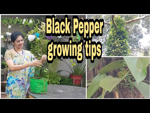 Black Pepper growing tips/మిరియాల మొక్కలను పెంచే విధానం #madgardener #gardening  #blackpepper