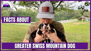 Greater Swiss Mountain Dogs  TOP FACTS