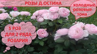 видео: 5 роз Д.Остина.Создаем розарий.2 ряд в розовых тонах.Эйншент Маринер,Джеймс Галвей и др.Часть 3. картинка: 5 роз Д.Остина.Создаем розарий.2 ряд в розовых тонах.Эйншент Маринер,Джеймс Галвей и др.Часть 3.