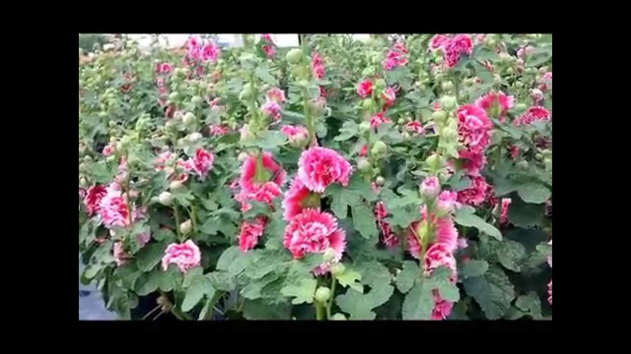 Best Perennials - Alcea Fiesta Time (Hollyhock)