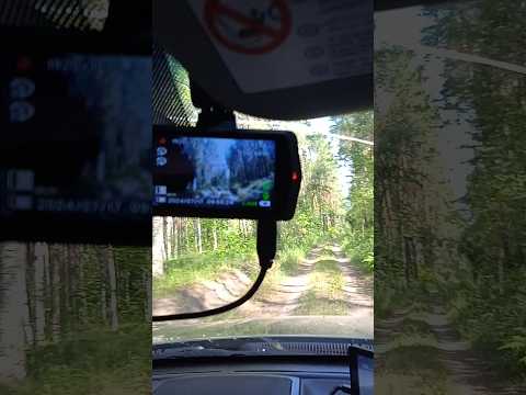 Видеорегистратор #машина #лес #дорога #видеорегистратор #Shorts #TikTok
