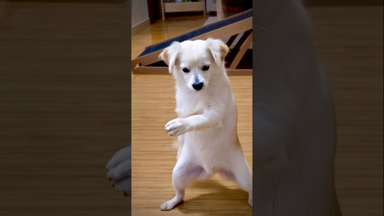 Dancing Dog इतना Cute कि Viral Ho Gaya 😍| Dog Comedy Shorts 