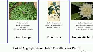 List of Angiosperms of Order Miscellaneous Part 1 eupomatia common plant lotus onion pitcher keule