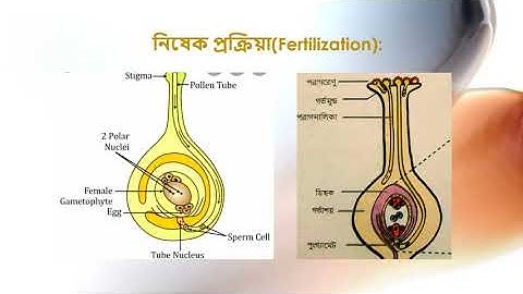 Class: 9 & 10,Biology(Lecture:16),Chapter:11(Part-8),Shayla Parvin