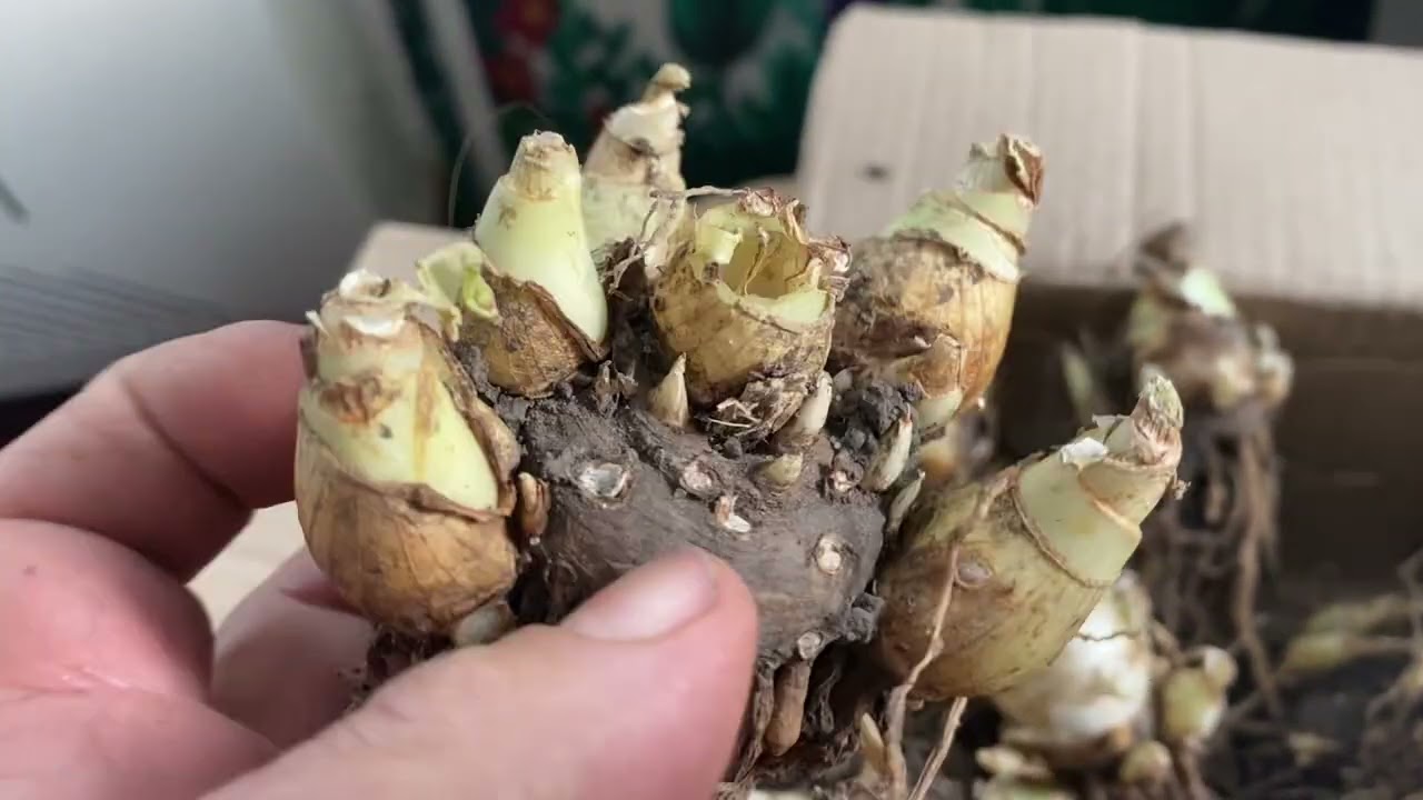 Тубероза.Для тих , хто запитував мене яка цибулина в цьому році цвіте, а яка ні?