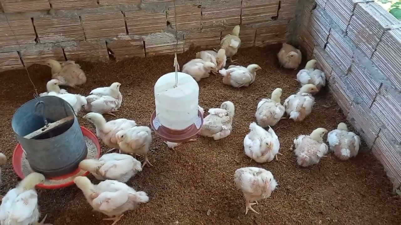 pesando os pintinhos com 15 dias   14/07/22