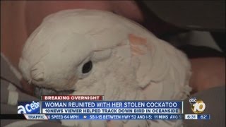 Bird Ed In Front Of Oceanside Bar Found Solomon Returned To Owner Katie Aldrich