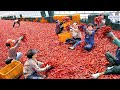 확실히 보여줍니다! 국내산 태양초 고추가루의 수확ㆍ건조ㆍ대량생산의 모든과정 / Korean food factory