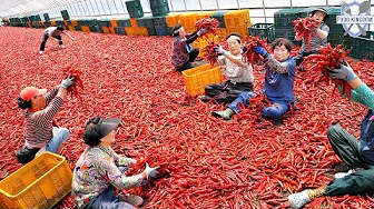 Extreme Job! Mass production of Korean red pepper powder / Korean food factory