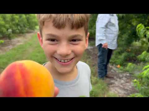 Peach Picking in Florida for my 47th Birthday & I Got to MILK A COW! And Get CHARGED by a Baby Bull!