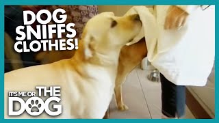 Why Do Dogs Sniff Crotches? | It's Me or the Dog