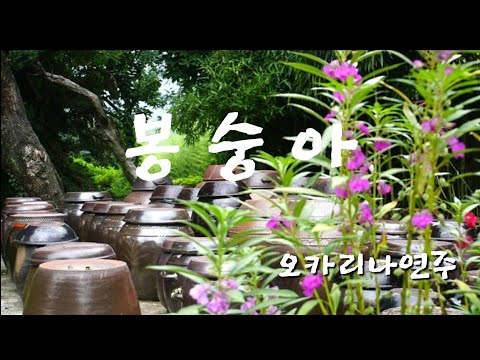 봉숭아(정태춘, 박은옥)/ 가사/오카리나연주