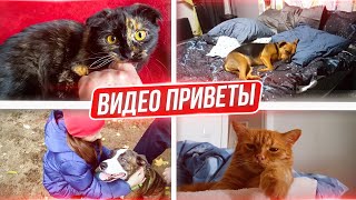 Приветы от пристроенных: Мишель, Рады, Ареса, Трины, Нюши и Тимоши.