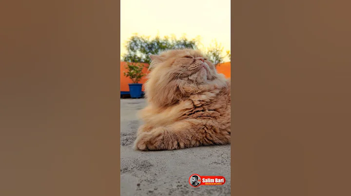 Watch the video about Persian Cat Perfection