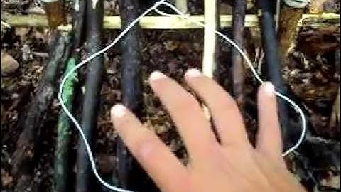 The Platform Snare Trap